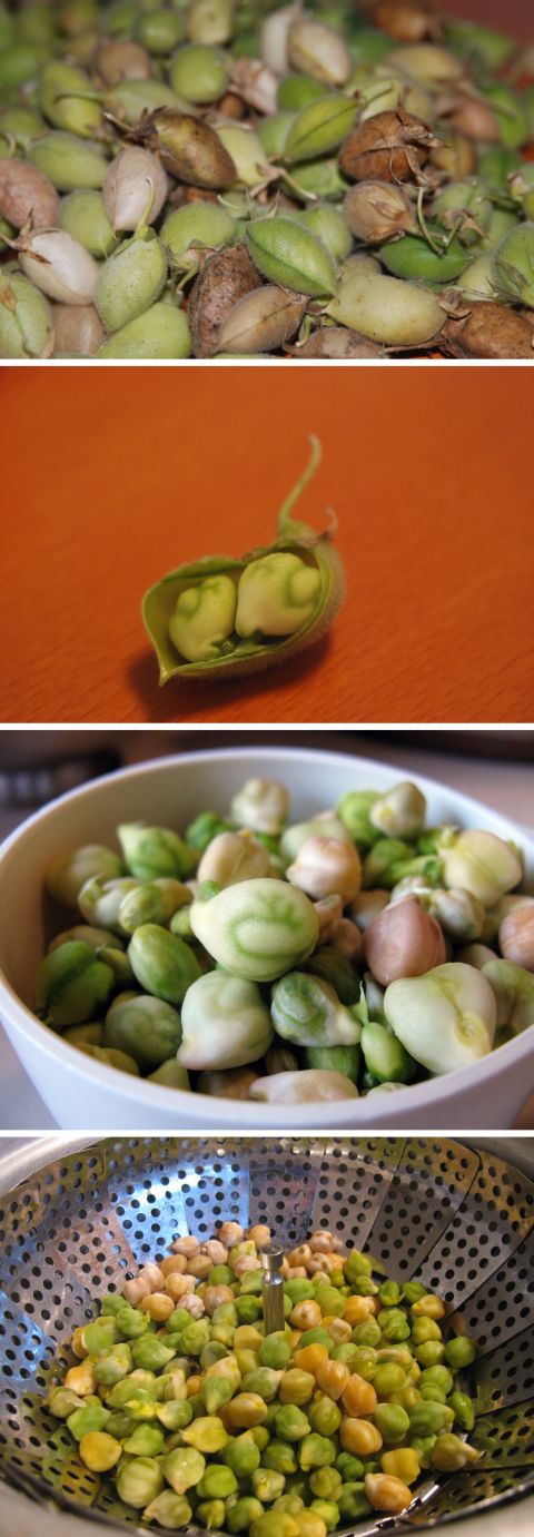 Top to Bottom: Fresh Garbanzo Beans In Shell, Shelled Green Garbanzo Beans or Miniature Plant Brains?, Shelled Garbanzos, Steamed Garbazos